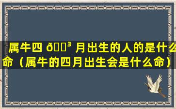 属牛四 🐳 月出生的人的是什么命（属牛的四月出生会是什么命）